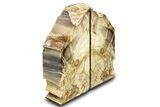 Tall, Colorful Petrified Wood Bookends - Washington #307184-2